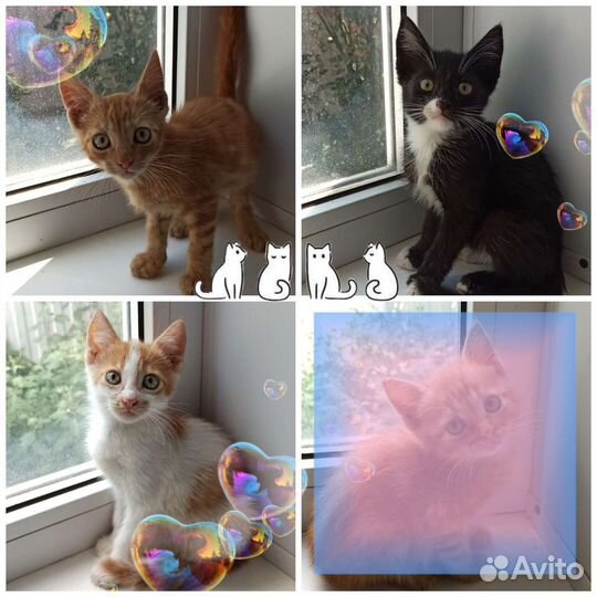Кошка, кошки, котята в дар