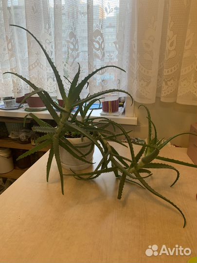 Комнатные домашние растения