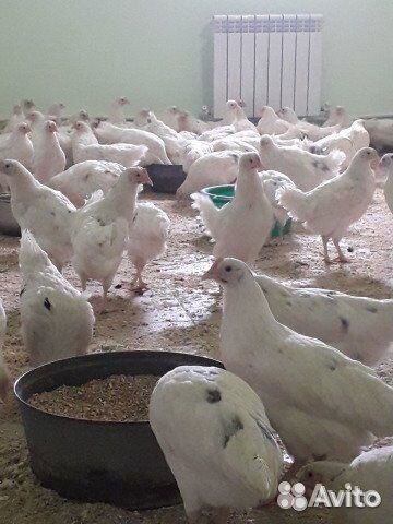 Продам кур несушек молодок