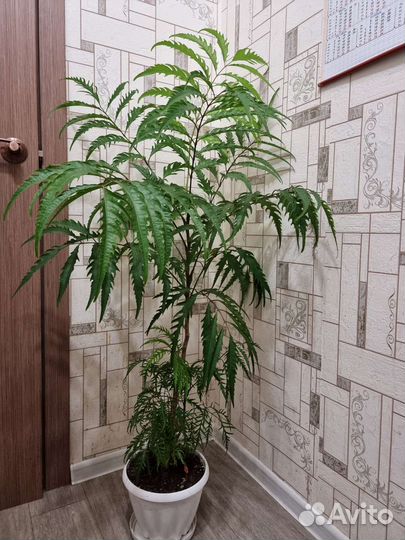 Полисциас кустарниковый