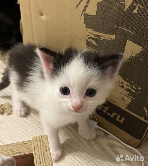 Отдам котят в добрые руки