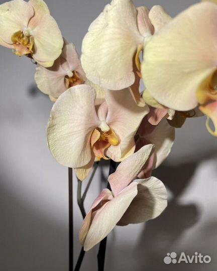Орхидея фаленопсис кофейный