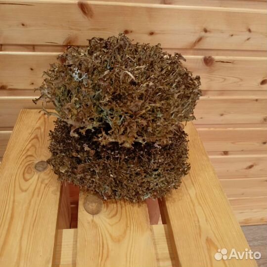 Исландский мох центария