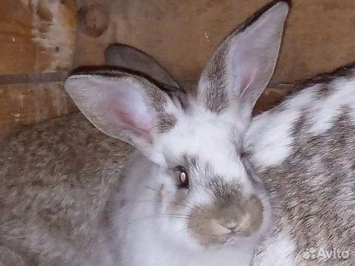 Кролики мясных пород