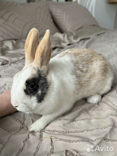 Декоративные кролики