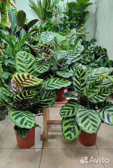 Калатея макоя