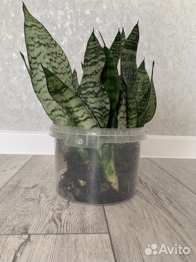 Сансевиерия