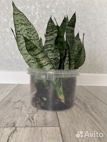 Сансевиерия