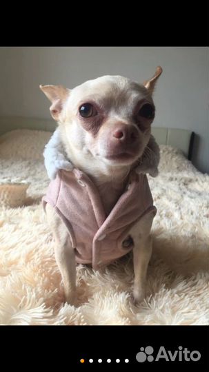 Одежда для собаки