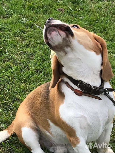 Бигль вязка