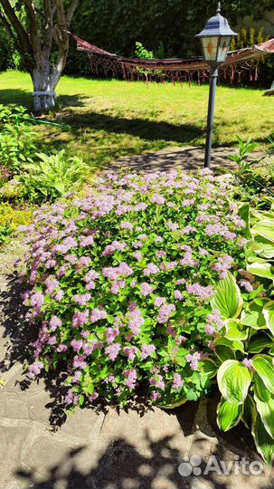 Спирея японская