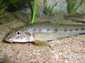 Живец пескарь