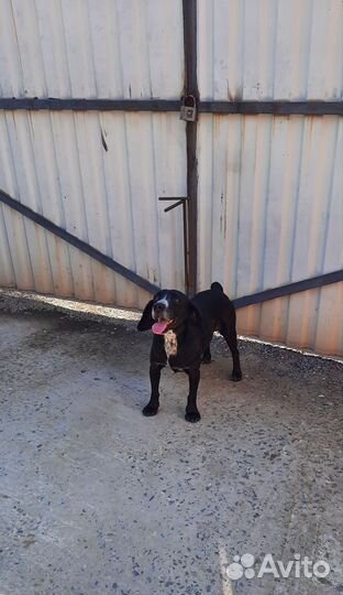 Охотничий пёс