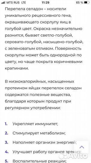 Перепела суточные,Цыплята селадоны И Я разное