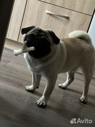 Мопс вязка мальчик