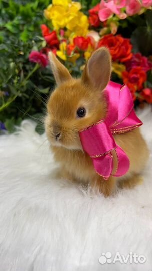 Декоративные кролики домашние