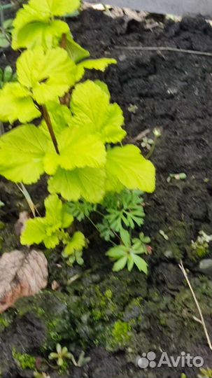 Пузыреплодник