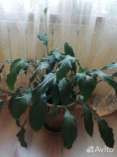 Спатифиллум