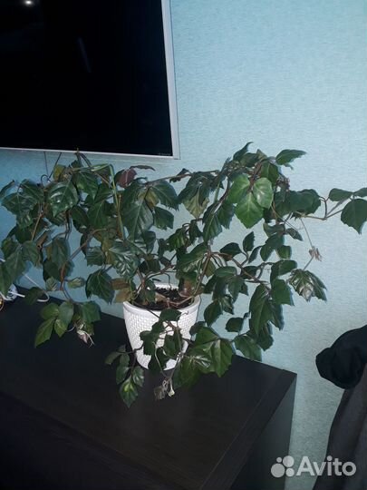 Цветок комнатный березка