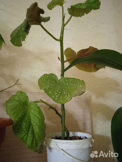 Комнатные цветы