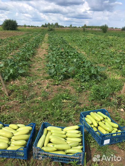 Кабачки свежие