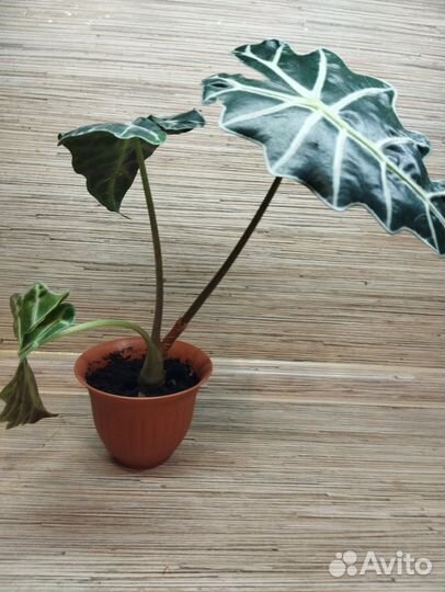 Алоказии взрослые