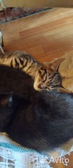 Отдам даром бесплатно