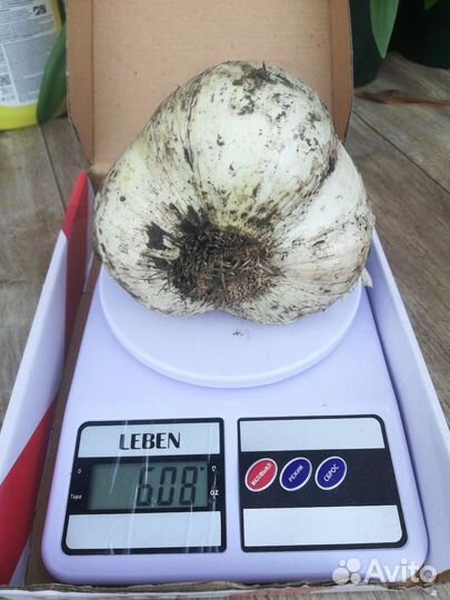 Лук-чеснок Анзур