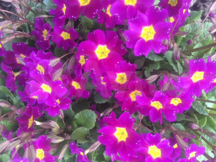 Дача 60 м² на участке 12 сот.