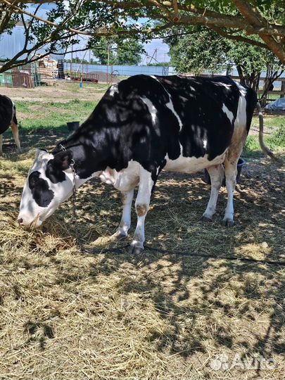 Коровы телята бычки