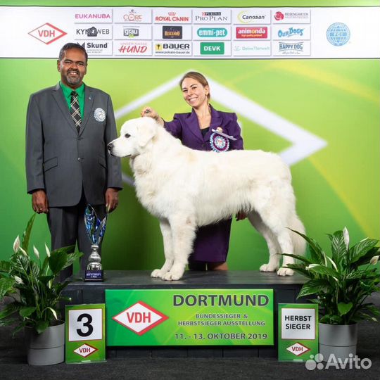 Профессиональный хендлер