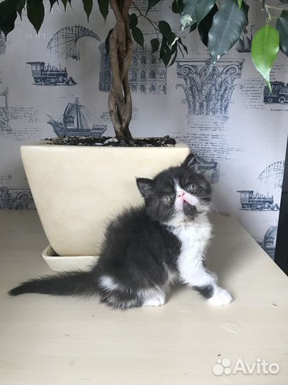 Экзотический котенок