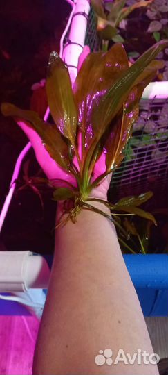 Плавающий мох Риччия, эхинодориус детки