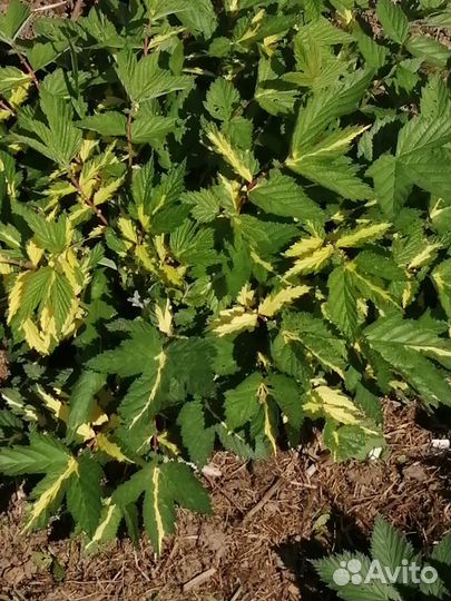 Садовые многолетние цветы