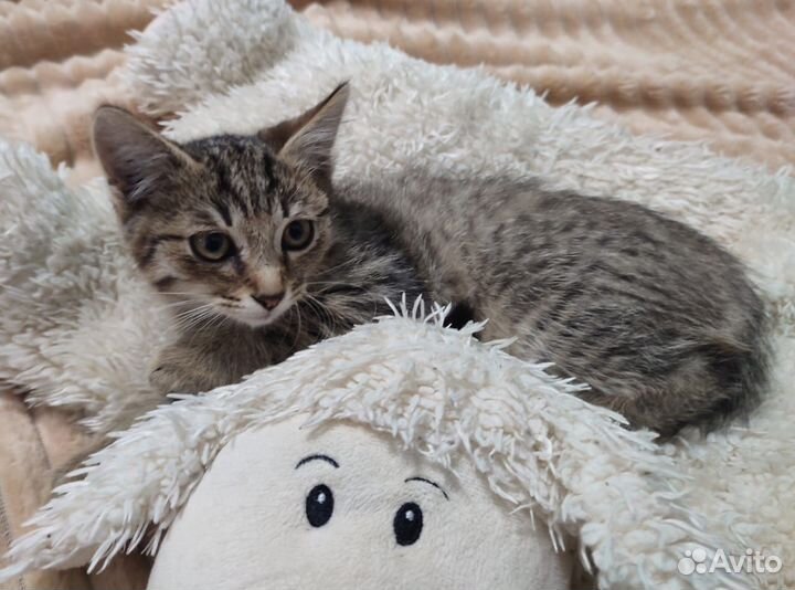 Котята (девочки 2 мес.)в добрые руки