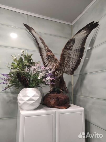 Чучела животных