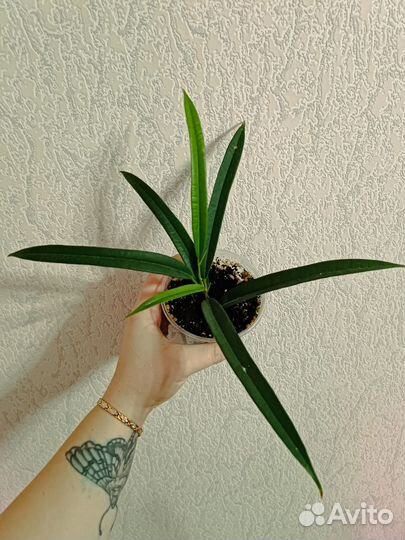 Фикус бенджамина Али