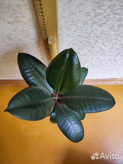 Фикус каучуконосный элстика