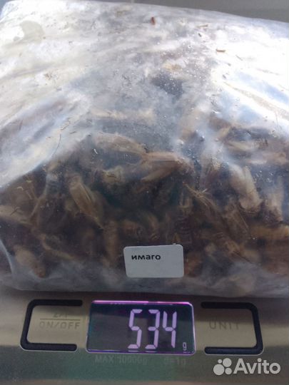 Сверчки домовые, туркменские тараканы, мучник