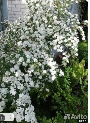 Многолетники для сада цветы Часть 2