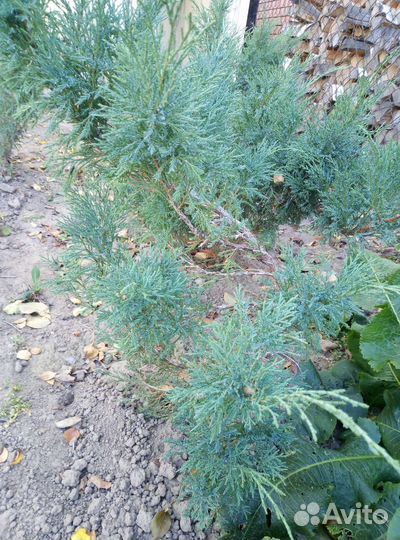 Можжевельники