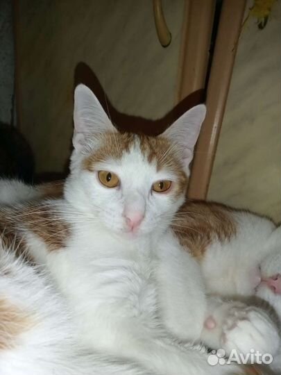 Котик отдам