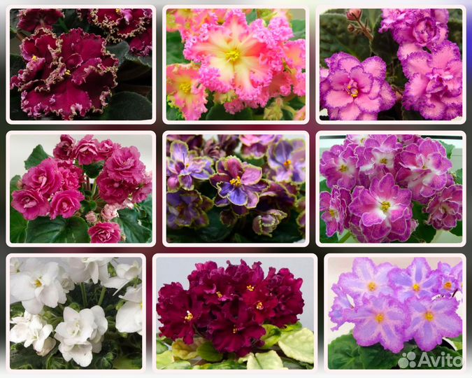 Сортовые фиалки