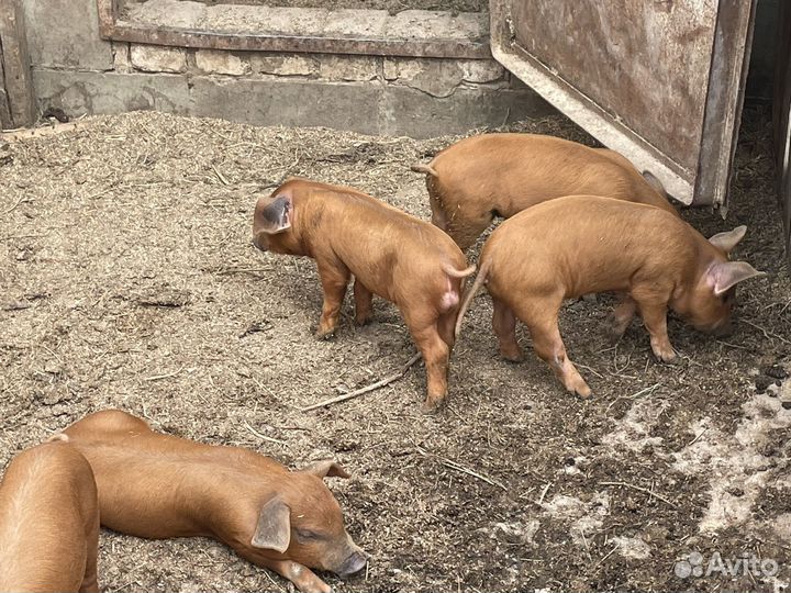 Поросята дюрок