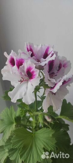 Пеларгония герань королевская