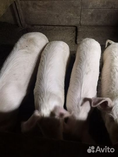Продаю подсвинков