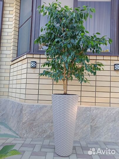 Фикус бенджамина