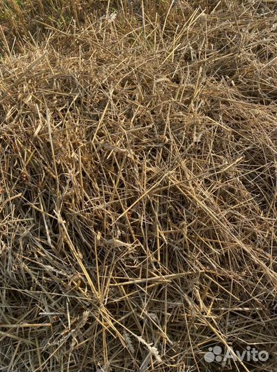 Солома пшеничная в кв. Тюках (есть доставка)
