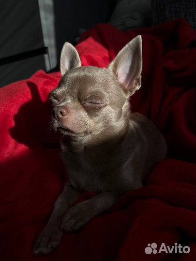 Вязка чихуахуа