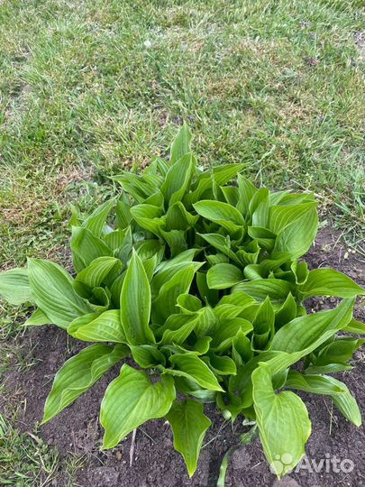 Хоста растение